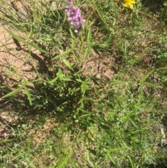 Cullen microcephalum (Dusky Scurf-pea) at O'Malley, ACT - 14 Nov 2020 by Tapirlord