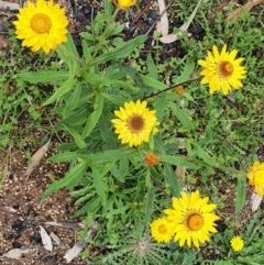 Xerochrysum bracteatum (Golden Everlasting) at Wyndham, NSW - 17 Oct 2020 by JoyGeorgeson