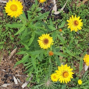 Xerochrysum bracteatum at Wyndham, NSW - 17 Oct 2020