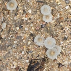 Coprinus sp. (Coprinus) at Wyndham, NSW - 17 Oct 2020 by JoyGeorgeson