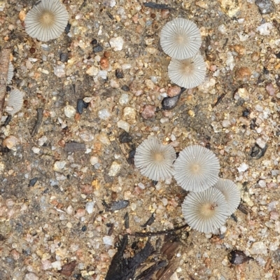 Coprinus sp. (Coprinus) at Wyndham, NSW - 16 Oct 2020 by JoyGeorgeson