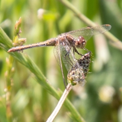 Diplacodes bipunctata (Wandering Percher) at Callum Brae - 11 Nov 2020 by SWishart