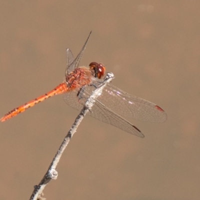 Diplacodes bipunctata (Wandering Percher) at Callum Brae - 11 Nov 2020 by SWishart