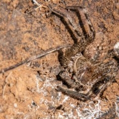 Neosparassus calligaster (Beautiful Badge Huntsman) at Callum Brae - 11 Nov 2020 by SWishart