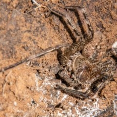 Unidentified Huntsman spider (Sparassidae) (TBC) at Jerrabomberra, ACT - 11 Nov 2020 by SWishart
