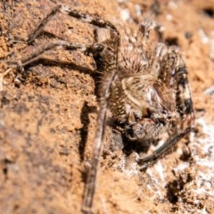 Neosparassus calligaster at Callum Brae - 11 Nov 2020 03:28 PM