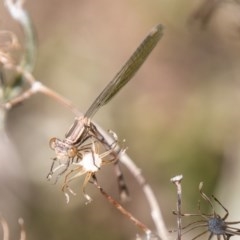 Austrolestes leda (Wandering Ringtail) at Callum Brae - 11 Nov 2020 by SWishart