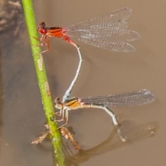 Xanthagrion erythroneurum (Red & Blue Damsel) at Callum Brae - 11 Nov 2020 by SWishart