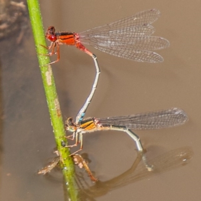 Xanthagrion erythroneurum (Red & Blue Damsel) at Callum Brae - 11 Nov 2020 by SWishart