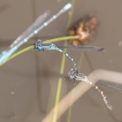 Austrolestes leda (Wandering Ringtail) at Callum Brae - 11 Nov 2020 by SWishart