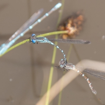 Austrolestes leda (Wandering Ringtail) at Jerrabomberra, ACT - 11 Nov 2020 by SWishart