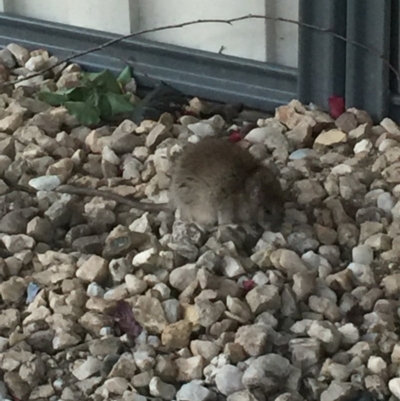 Rattus rattus (Black Rat) at Burra, NSW - 14 Nov 2020 by Trudi
