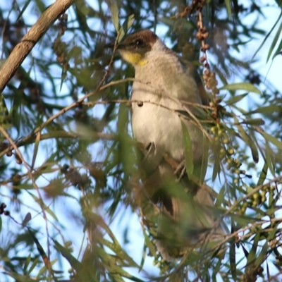 Philemon citreogularis (Little Friarbird) at Wonga Wetlands - 13 Nov 2020 by Kyliegw