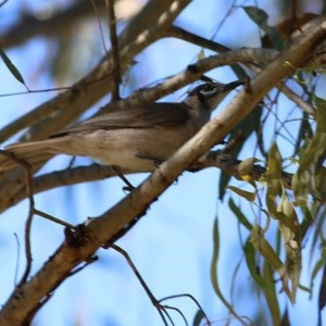 Philemon citreogularis at Albury - 14 Nov 2020 07:00 AM