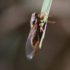 Yoyetta sp. (genus) (Firetail or Ambertail Cicada) at Albury - 13 Nov 2020 by Kyliegw