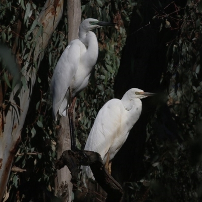 Ardea alba (Great Egret) at Wonga Wetlands - 14 Nov 2020 by KylieWaldon