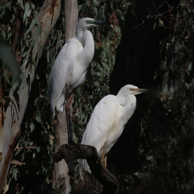 Ardea alba (Great Egret) at Splitters Creek, NSW - 14 Nov 2020 by KylieWaldon