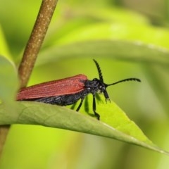 Porrostoma rhipidium (Long-nosed Lycid (Net-winged) beetle) at Higgins, ACT - 10 Nov 2020 by AlisonMilton