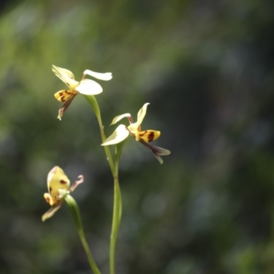 Diuris sulphurea (Tiger Orchid) at Acton, ACT - 9 Nov 2020 by AlisonMilton