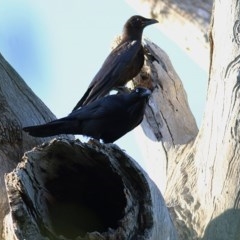 Corvus coronoides (Australian Raven) at Wonga Wetlands - 13 Nov 2020 by Kyliegw