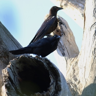 Corvus coronoides (Australian Raven) at Wonga Wetlands - 14 Nov 2020 by KylieWaldon