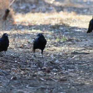 Corvus coronoides at Albury - 14 Nov 2020 06:30 AM