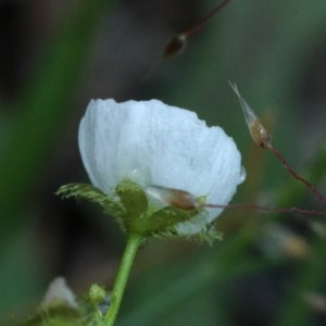 Drosera gunniana at Acton, ACT - 13 Nov 2020