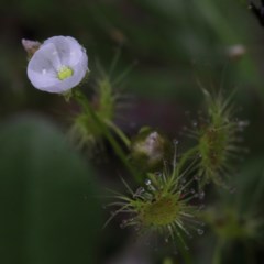 Drosera gunniana at Acton, ACT - 13 Nov 2020