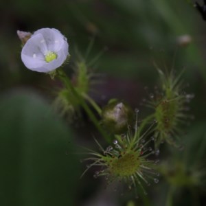 Drosera gunniana at Acton, ACT - 13 Nov 2020 11:02 AM