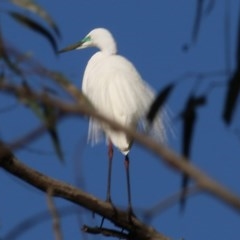 Ardea alba (Great Egret) at Wonga Wetlands - 13 Nov 2020 by Kyliegw