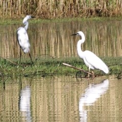 Ardea alba at Albury - 14 Nov 2020