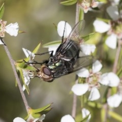 Rutilia (Chrysorutilia) sp. (genus & subgenus) (A Bristle Fly) at ANBG - 9 Nov 2020 by AlisonMilton