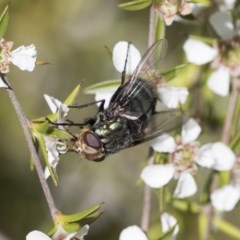 Rutilia (Chrysorutilia) sp. (genus & subgenus) (A Bristle Fly) at Acton, ACT - 10 Nov 2020 by AlisonMilton