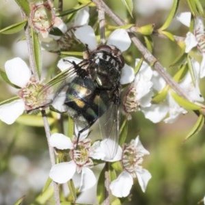 Rutilia (Chrysorutilia) sp. (genus & subgenus) at Acton, ACT - 10 Nov 2020