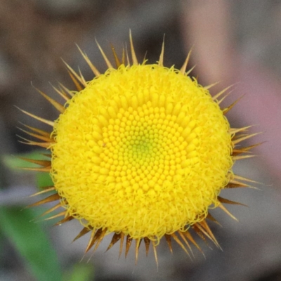 Coronidium oxylepis subsp. lanatum (Woolly Pointed Everlasting) at Dryandra St Woodland - 12 Nov 2020 by ConBoekel