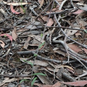 Coronidium oxylepis subsp. lanatum at O'Connor, ACT - 13 Nov 2020