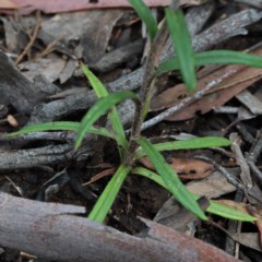 Coronidium oxylepis subsp. lanatum at O'Connor, ACT - 13 Nov 2020