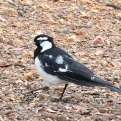 Grallina cyanoleuca (Magpie-lark) at Dryandra St Woodland - 13 Nov 2020 by ConBoekel