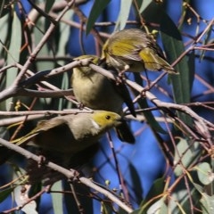 Ptilotula penicillata (White-plumed Honeyeater) at Wonga Wetlands - 13 Nov 2020 by Kyliegw