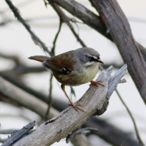 Sericornis frontalis at Splitters Creek, NSW - 14 Nov 2020