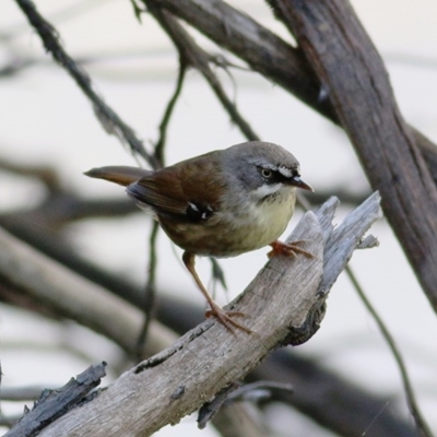 Sericornis frontalis (White-browed Scrubwren) at Splitters Creek, NSW - 14 Nov 2020 by Kyliegw