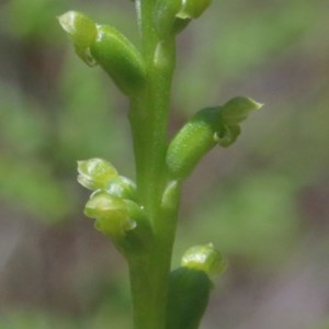 Microtis parviflora at O'Connor, ACT - 13 Nov 2020