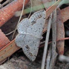 Taxeotis intextata (Looper Moth, Grey Taxeotis) at O'Connor, ACT - 13 Nov 2020 by ConBoekel