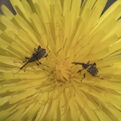 Meriphus fullo (Flower Weevil) at Acton, ACT - 10 Nov 2020 by AlisonMilton