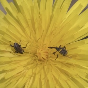 Meriphus fullo at Acton, ACT - 10 Nov 2020