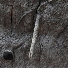 Psychidae (family) IMMATURE (Unidentified case moth or bagworm) at Dryandra St Woodland - 13 Nov 2020 by ConBoekel