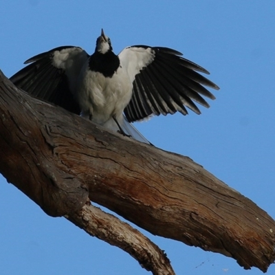 Grallina cyanoleuca (Magpie-lark) at Albury - 14 Nov 2020 by KylieWaldon