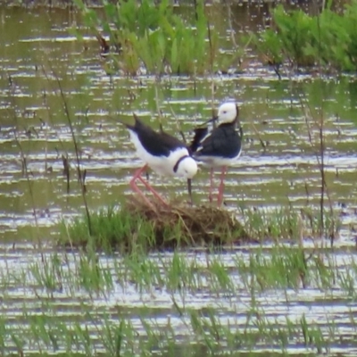 Himantopus leucocephalus (Pied Stilt) at Fyshwick, ACT - 13 Nov 2020 by RodDeb