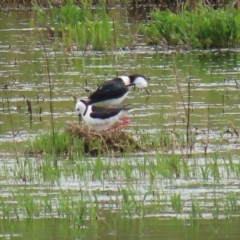 Himantopus leucocephalus at Fyshwick, ACT - 13 Nov 2020