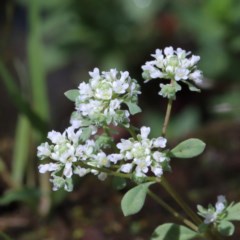 Poranthera microphylla (Small Poranthera) at Dryandra St Woodland - 13 Nov 2020 by ConBoekel